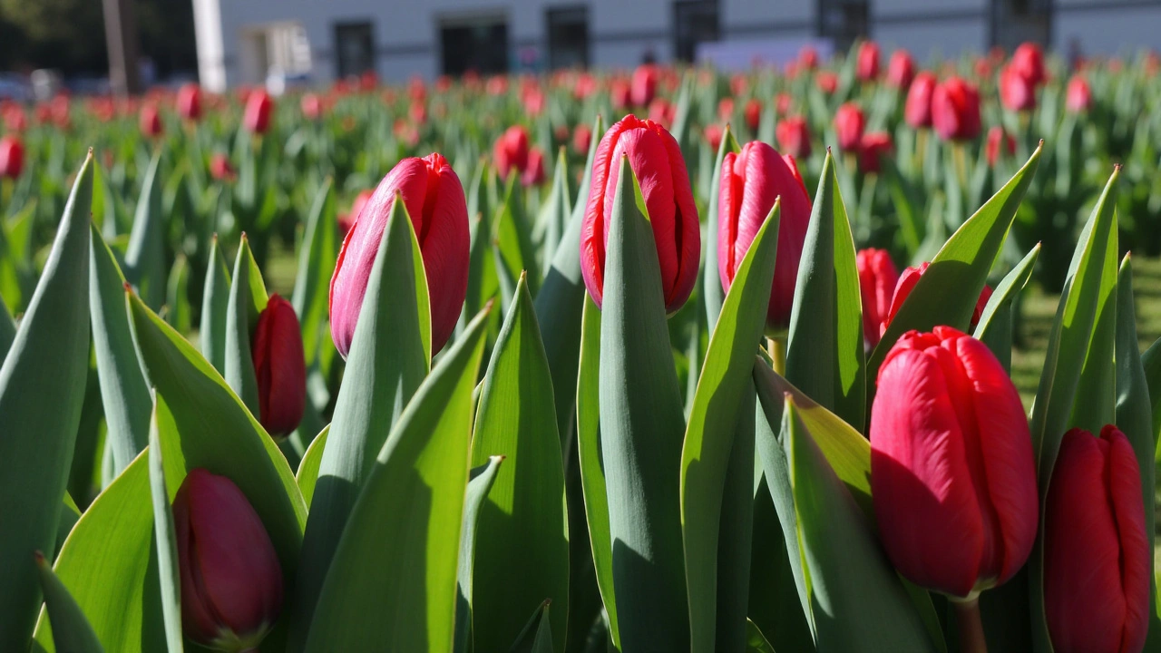 Event on Día del Tulipán: 5,000 Free Tulips in Las Condes to Celebrate Tulip Day