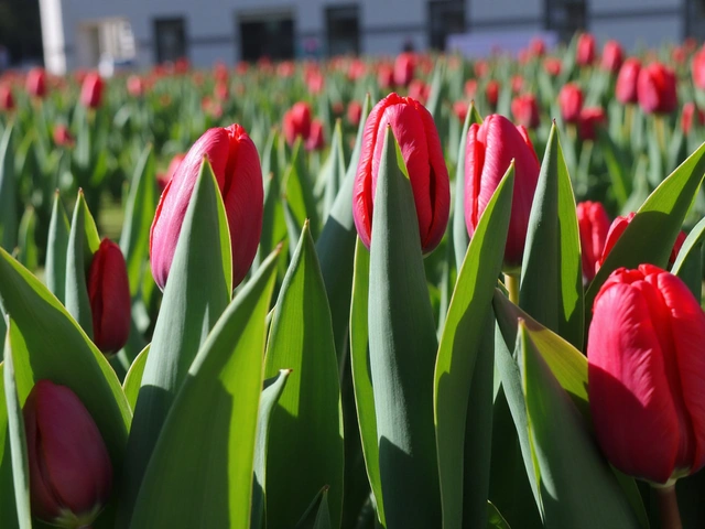 Event on Día del Tulipán: 5,000 Free Tulips in Las Condes to Celebrate Tulip Day